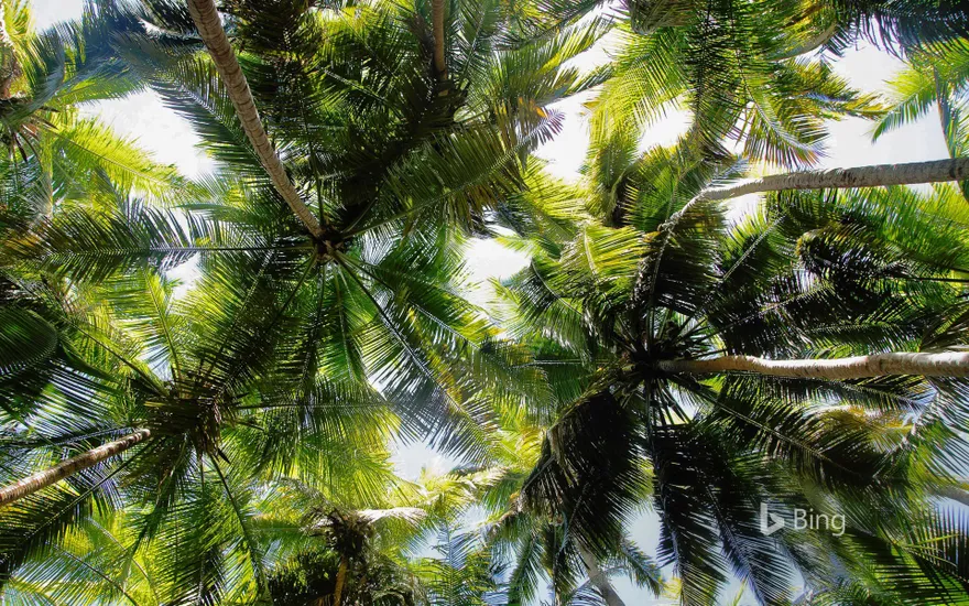 Palm trees over Maho Bay, Virgin Islands National Park