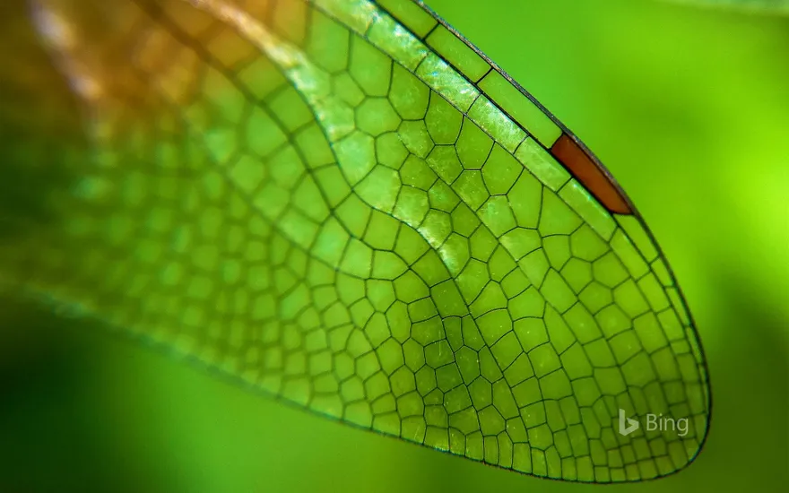Close-up of a dragonfly wing