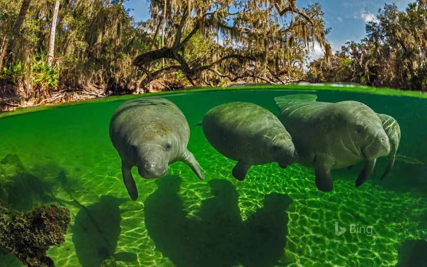 Manatees in Blue Spring State Park, Florida