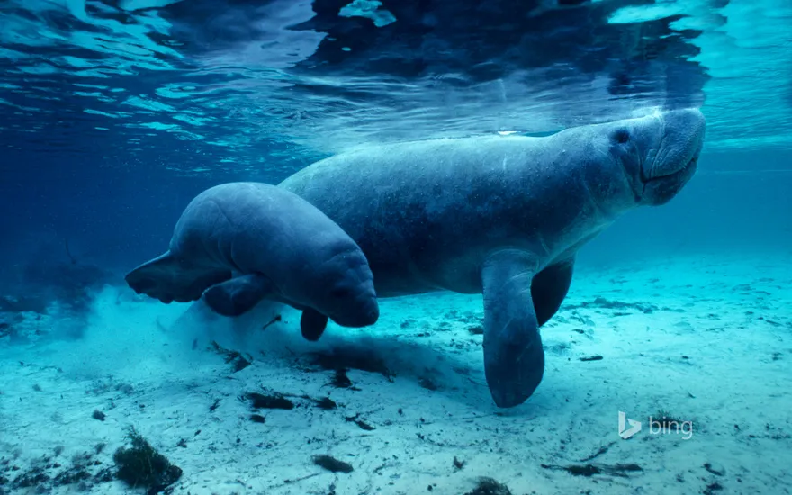West Indian manatees in the Crystal River, Florida, USA