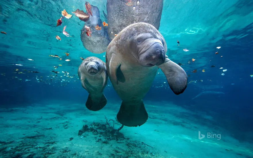 West Indian manatee mom and baby at Three Sisters Springs, Florida
