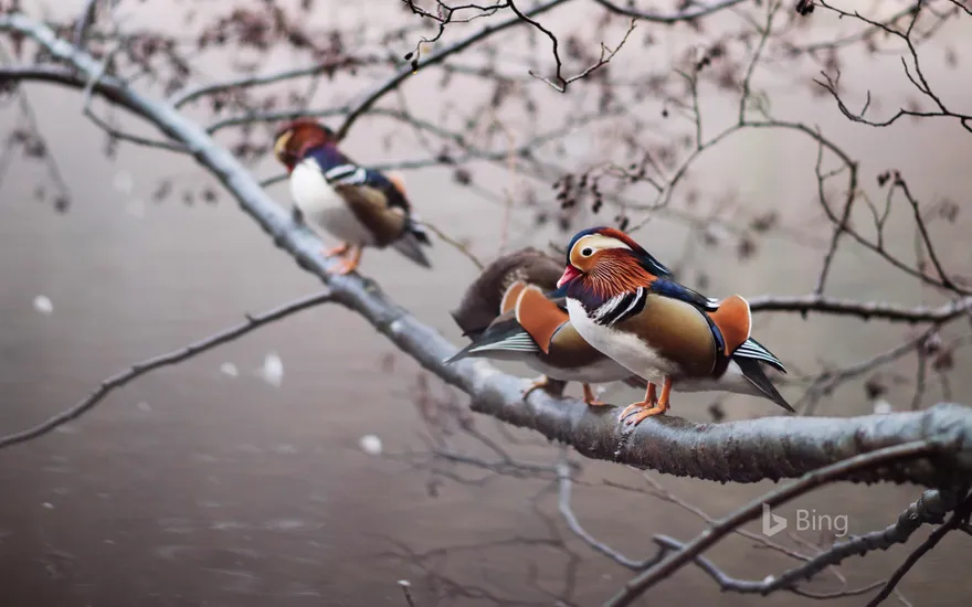 Mandarin ducks perched on a branch