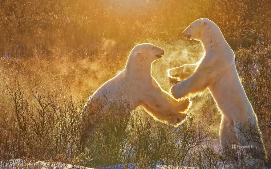 Polar bears, Churchill, Manitoba, Canada