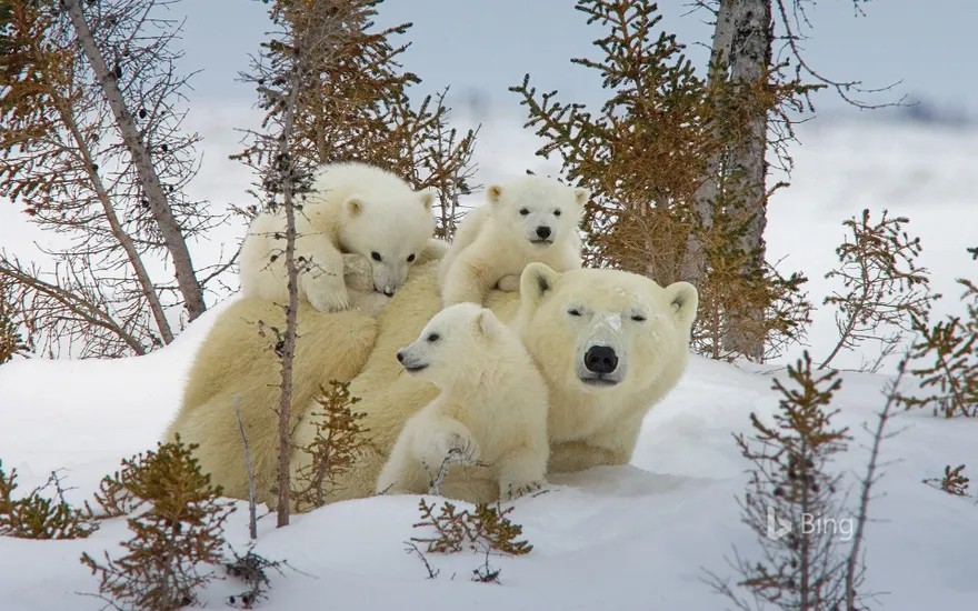Mother polar bear and cubs in Manitoba’s Wapusk National Park, Canada