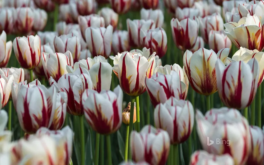 ‘Maple Leaf’ tulips In a garden in Ottawa