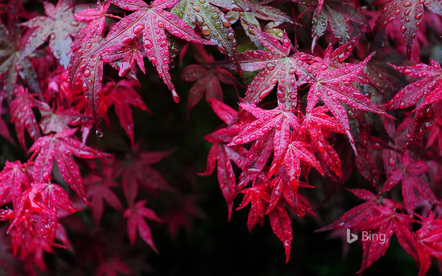 Maple leaves with dewdrops