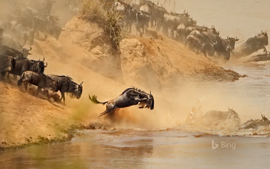 Wildebeest herd crossing the Mara River between Kenya and Tanzania