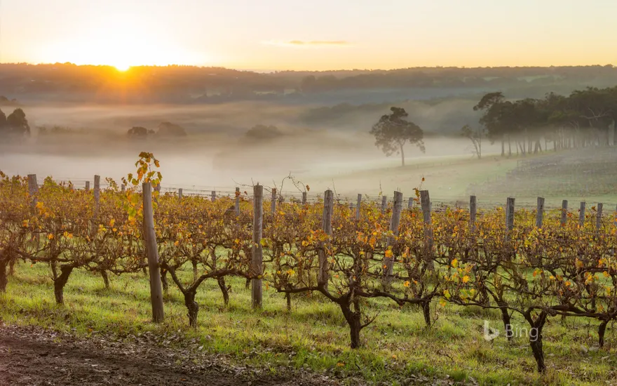 Dawn in the vineyards near Margaret River, Australia