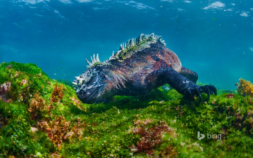Marine iguana eating algae off Fernandina Island, Galapagos Islands, Ecuador