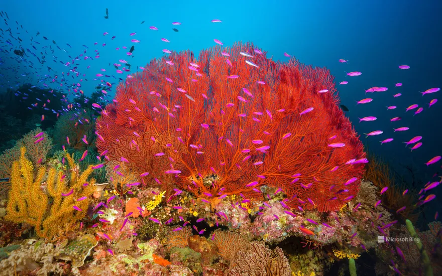 Coral reef, Marovo Lagoon, Solomon Islands