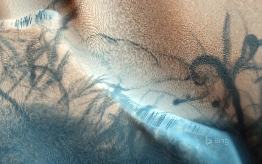 Dust devil trails on the surface of Mars