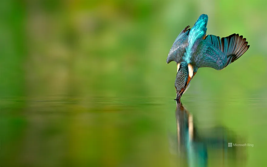 Kingfisher hunting in a river in Lorraine