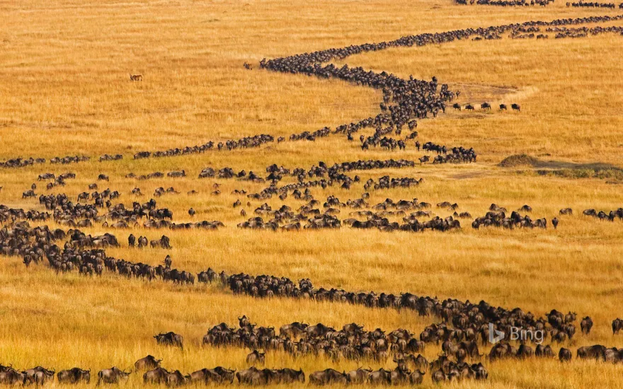 Blue wildebeests on the move for their annual migration in Maasai Mara, Kenya
