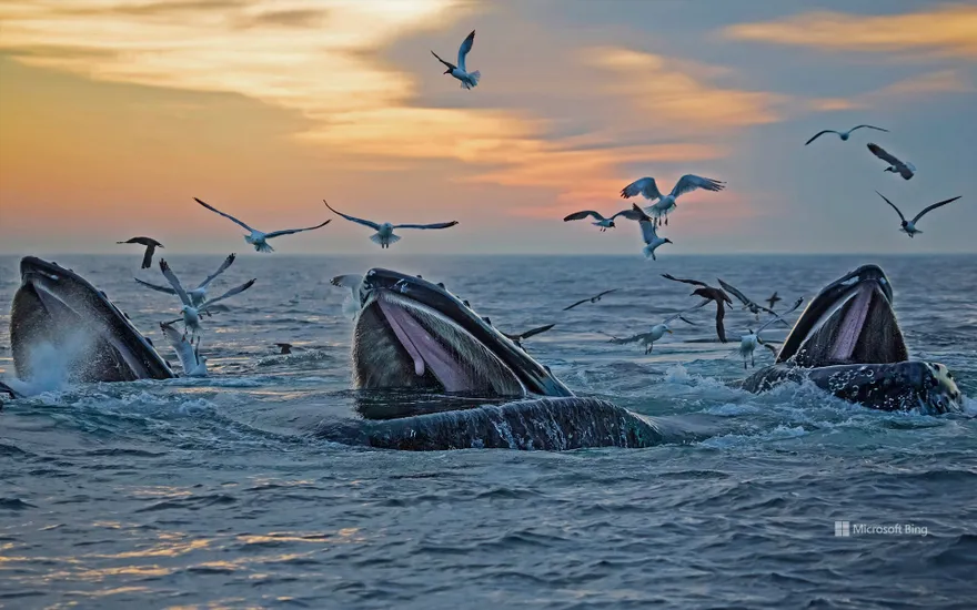 Humpback whales, Massachusetts, USA