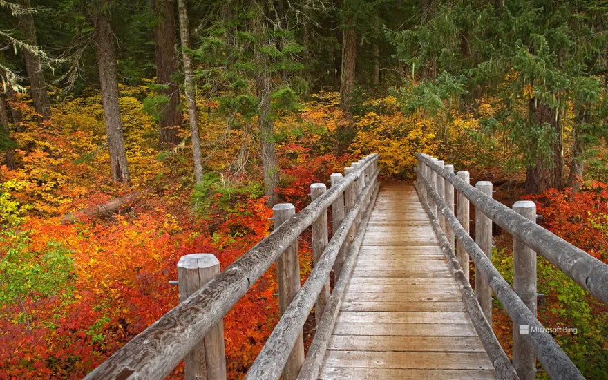 Bridge on the McKenzie River Trail, Willamette National Forest, Oregon