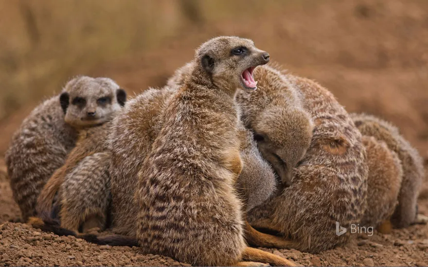 Meerkat family huddling together