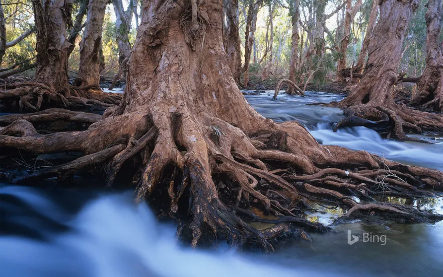 Melaleuca trees in a stream after cyclonic rainfall, Western Australia