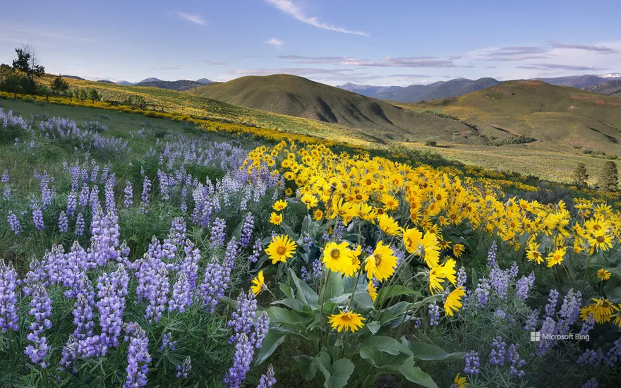Balsamroot and lupines, Methow Valley, North Cascades, Washington, USA