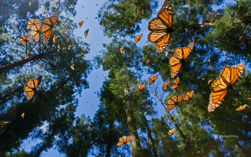 Monarch butterflies, Monarch Butterfly Biosphere Reserve, Angangueo, Mexico