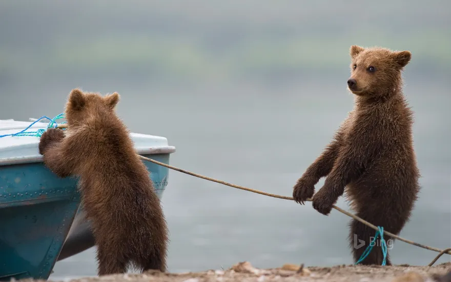 Bear cubs playing by a lake