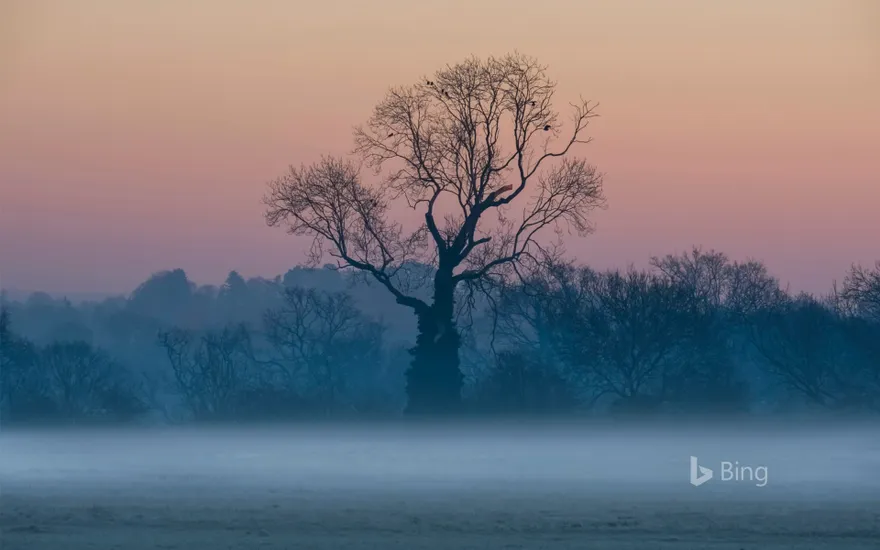 Leafless trees in the mist at sunrise, Surrey