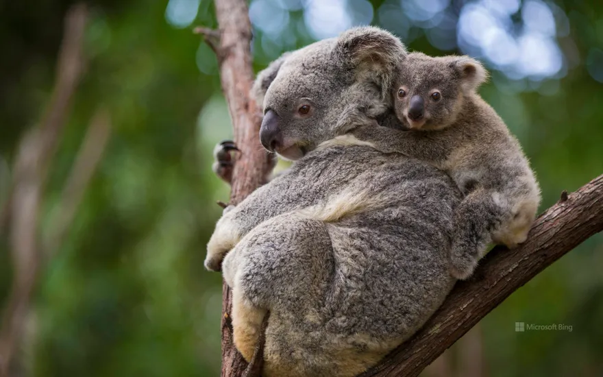 Koalas, Queensland, Australia