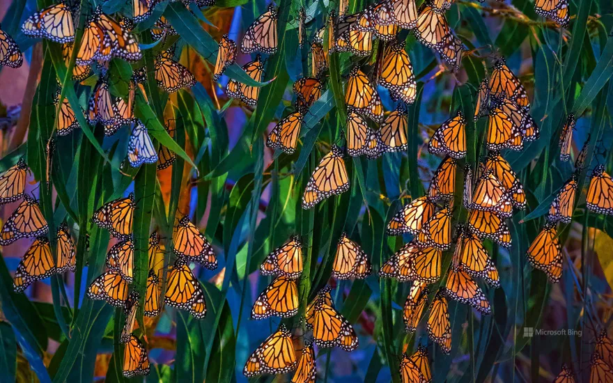 Monarch butterflies at Pismo Beach, California, USA