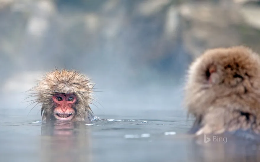 Japanese macaques in hot springs, Jigokudani Monkey Park, Japan