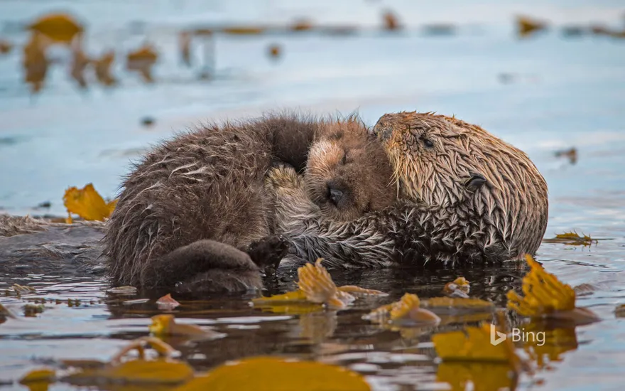 Sea otter mother and newborn pup in Monterey Bay, California