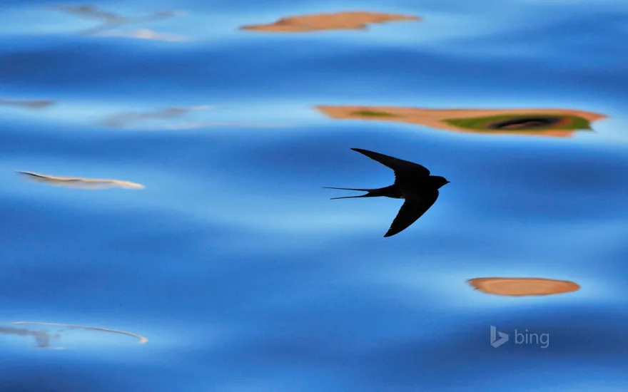 Silhouette of barn swallow in Berwickshire, Scotland