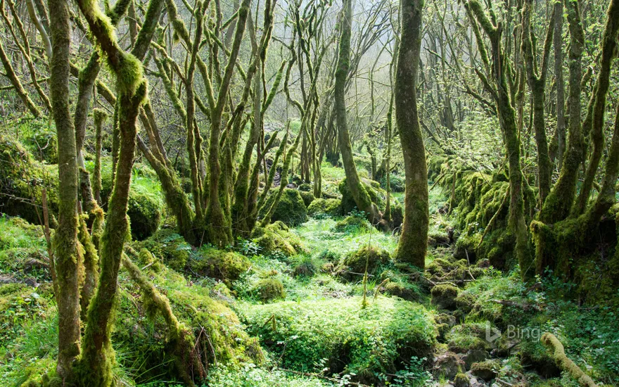 Trees covered in moss at Monk’s Dale in the Peak District, Derbyshire