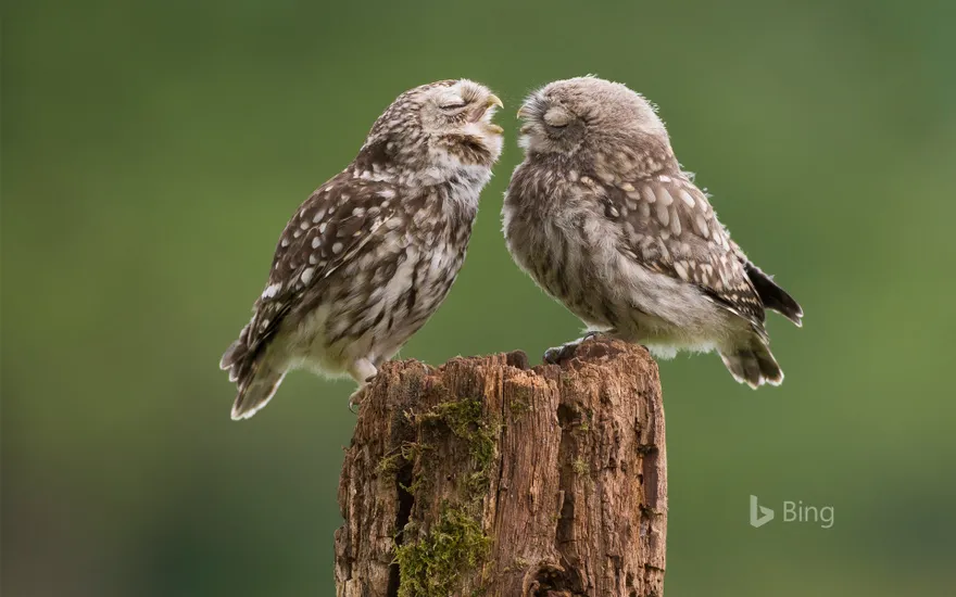 Mother owl dotes on her newborn son at their farmyard abode