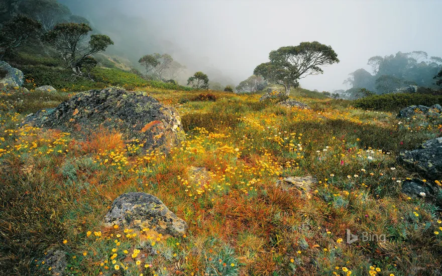 Wildflowers in the mist on Mount Howitt in Alpine National Park, Victoria, Australia