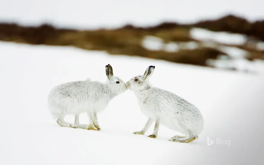 Mountain hares touching noses in Scotland