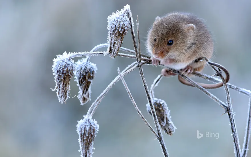 Harvest mouse climbing on frosty seedhead, Hertfordshire