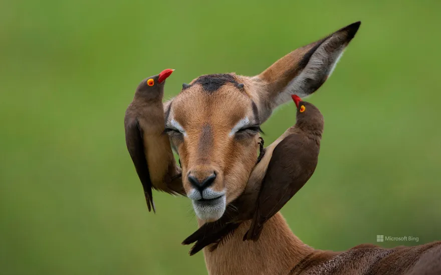 Red-billed oxpeckers on an impala, Mpumalanga, South Africa