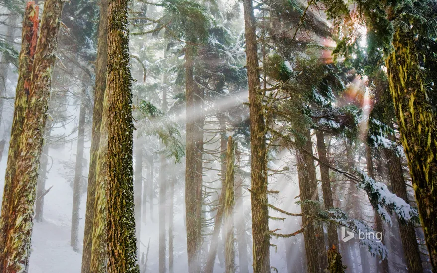 Mount Baker-Snoqualmie National Forest, Washington, USA