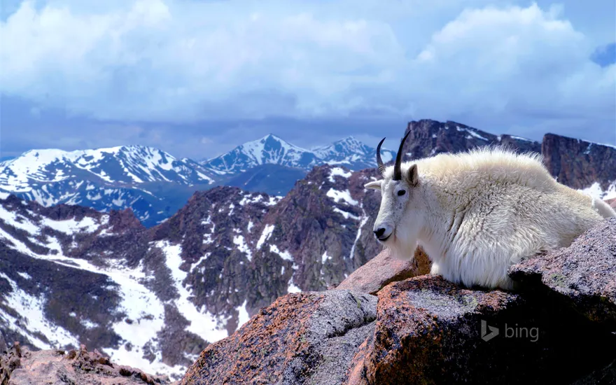 Mountain goat on Mount Evans, near Denver, Colorado