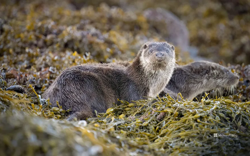Adolescent European otters, Loch Spelve, Isle of Mull, Scotland