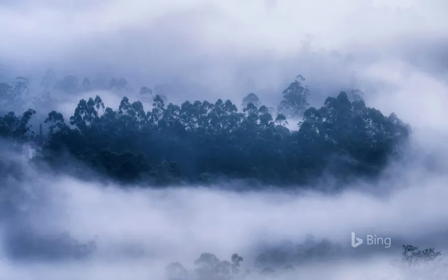 Mist surrounding a forest in Munnar, Kerala, India