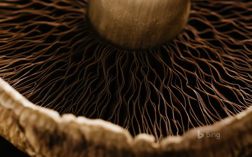 Detail of a portobello mushroom