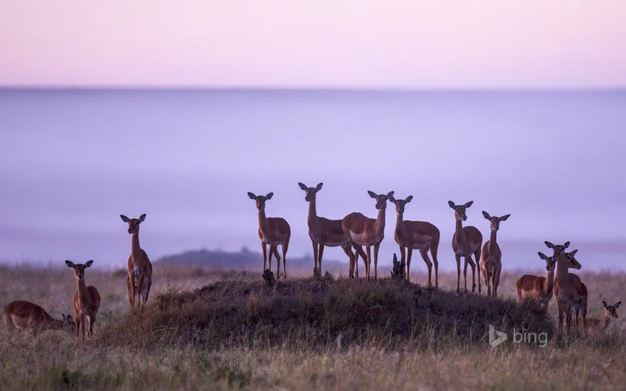 Herd of impalas in Masai Mara National Reserve, Kenya
