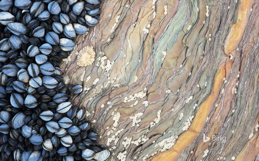 Colony of Common Mussels (Mytilus edulis) growing on striated rock formation exposed at low tide. Cornwall, England.