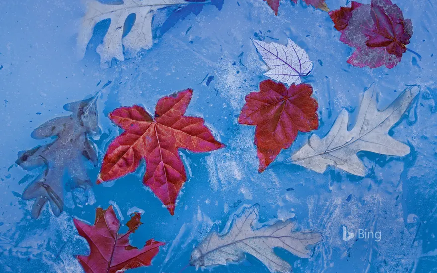 Autumn leaves frozen in Price Lake, Julian Price Memorial Park, Blue Ridge Parkway, North Carolina