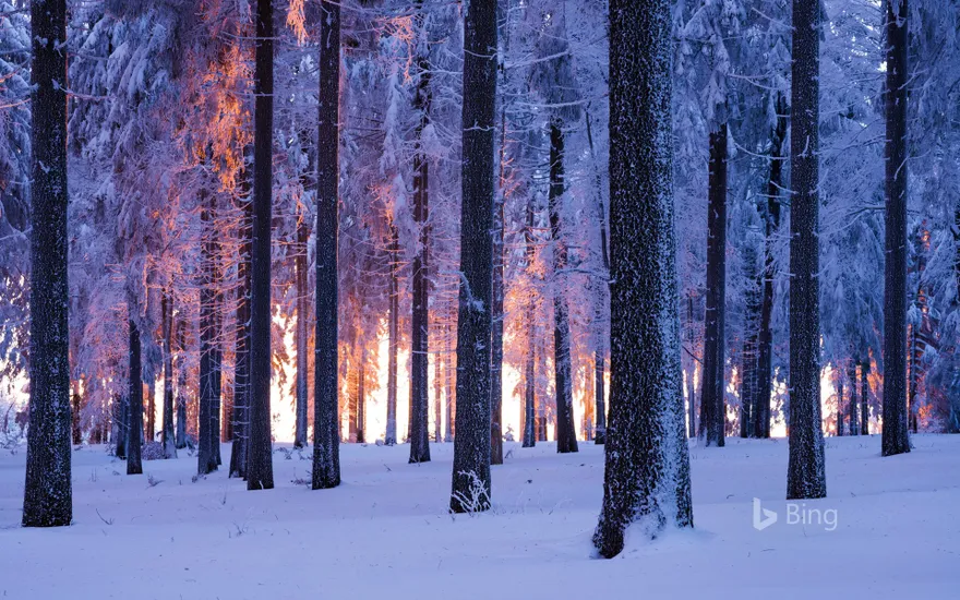 Snowy Norway spruce forest at sunset, Thuringia, Germany