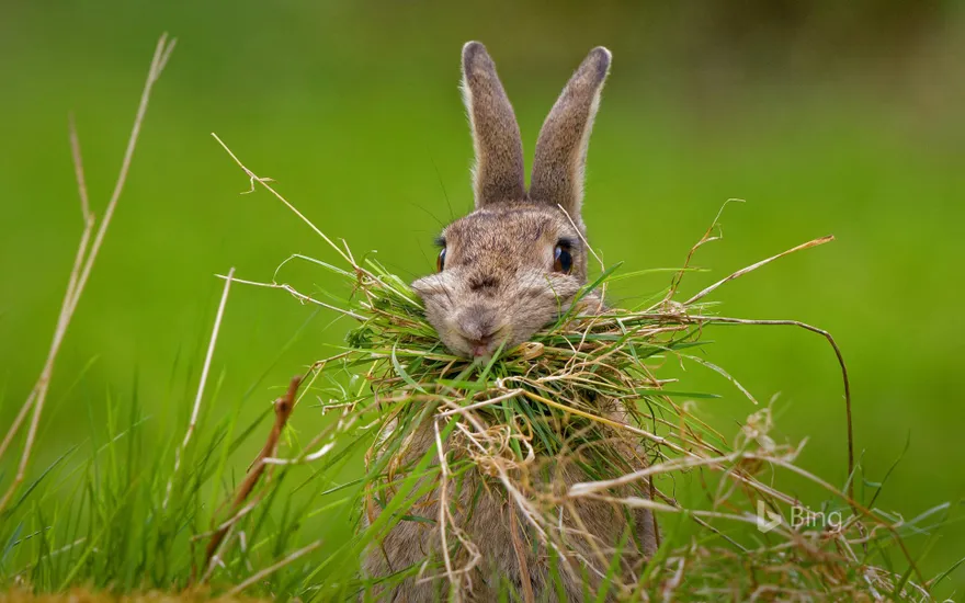 A rabbit building a nest