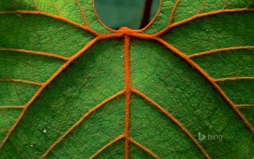 Detail of a leaf in Niah National Park in Sarawak, Borneo, Malaysia