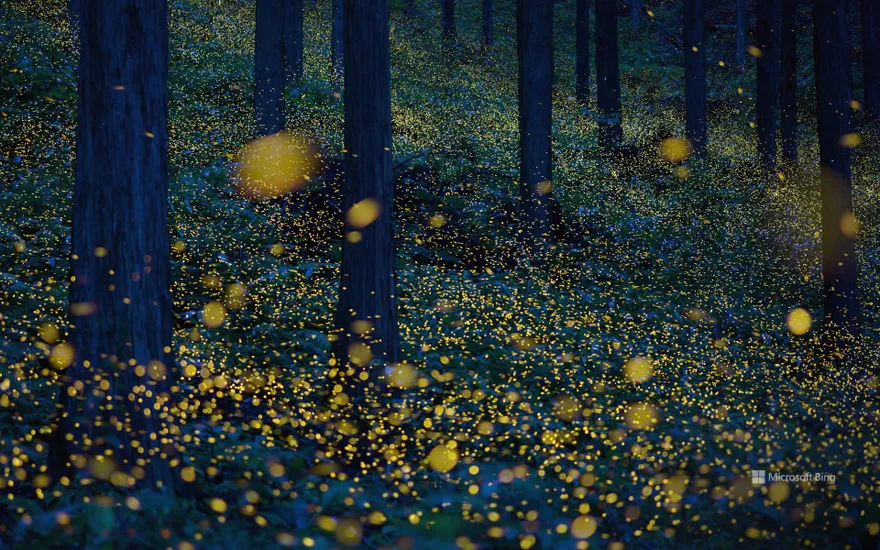Fireflies in Nichinan, Tottori Prefecture, Japan