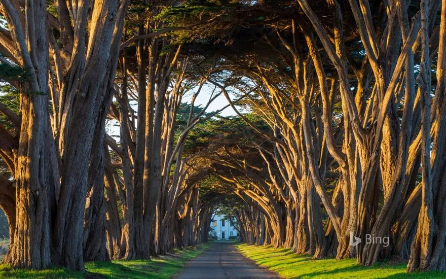Cypress tree tunnel at Point Reyes National Seashore in California