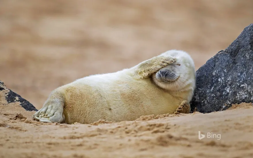 Gray seal pup resting on a beach in Blakeney National Nature Reserve, England